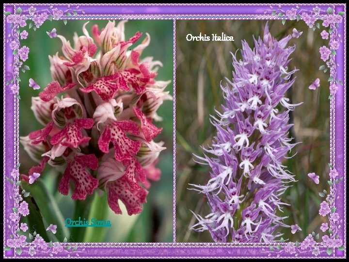 Orchis Italica Orchis Simia Orchis Italica Orchis Simia