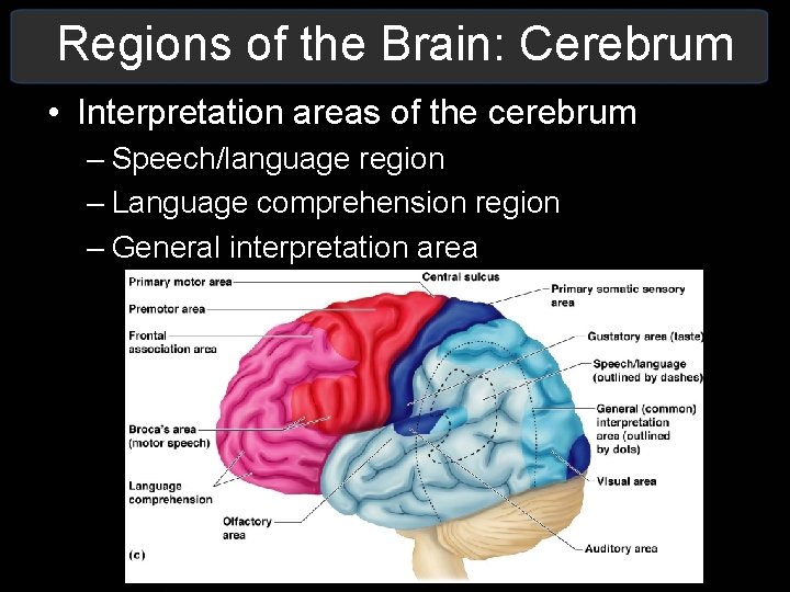Regions of the Brain: Cerebrum • Interpretation areas of the cerebrum – Speech/language region Regions of the Brain: Cerebrum • Interpretation areas of the cerebrum – Speech/language region
