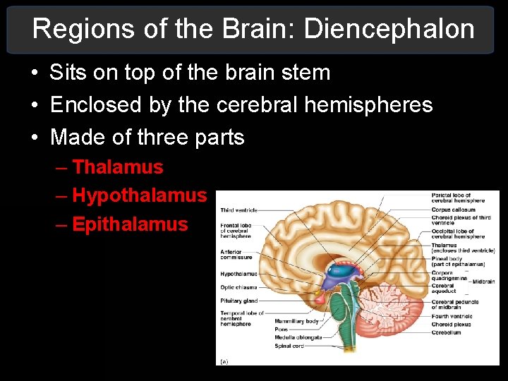 Regions of the Brain: Diencephalon • Sits on top of the brain stem • Regions of the Brain: Diencephalon • Sits on top of the brain stem •