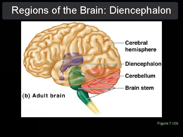 Regions of the Brain: Diencephalon Figure 7. 12 b Regions of the Brain: Diencephalon Figure 7. 12 b