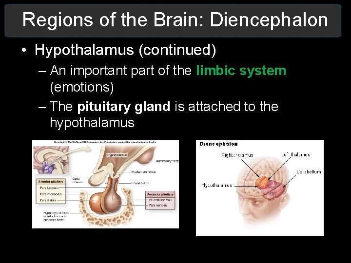Regions of the Brain: Diencephalon • Hypothalamus (continued) – An important part of the Regions of the Brain: Diencephalon • Hypothalamus (continued) – An important part of the