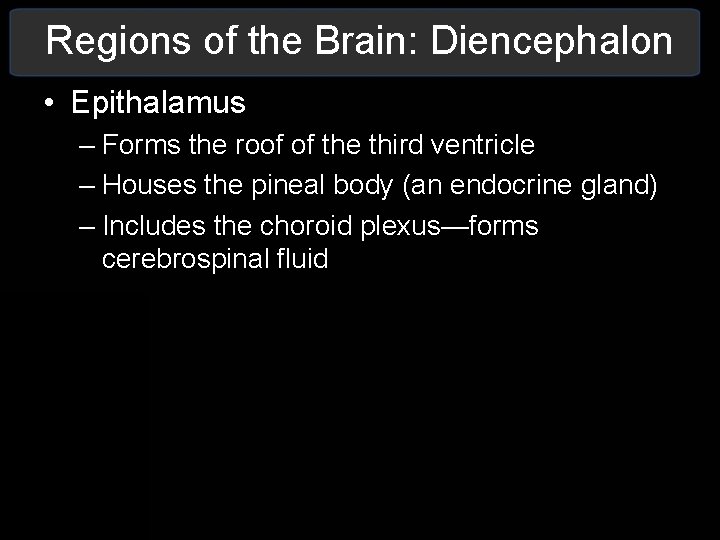 Regions of the Brain: Diencephalon • Epithalamus – Forms the roof of the third Regions of the Brain: Diencephalon • Epithalamus – Forms the roof of the third