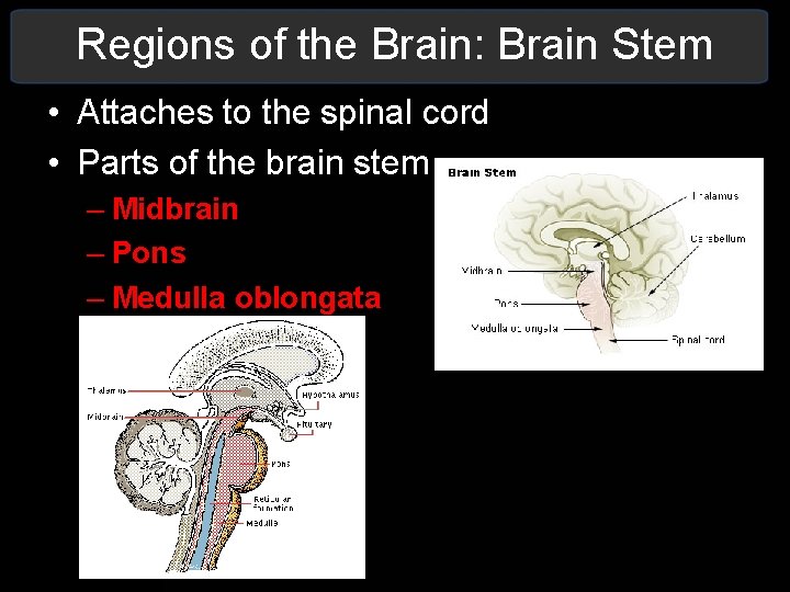 Regions of the Brain: Brain Stem • Attaches to the spinal cord • Parts Regions of the Brain: Brain Stem • Attaches to the spinal cord • Parts
