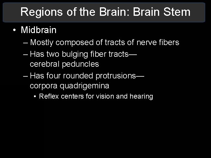 Regions of the Brain: Brain Stem • Midbrain – Mostly composed of tracts of Regions of the Brain: Brain Stem • Midbrain – Mostly composed of tracts of