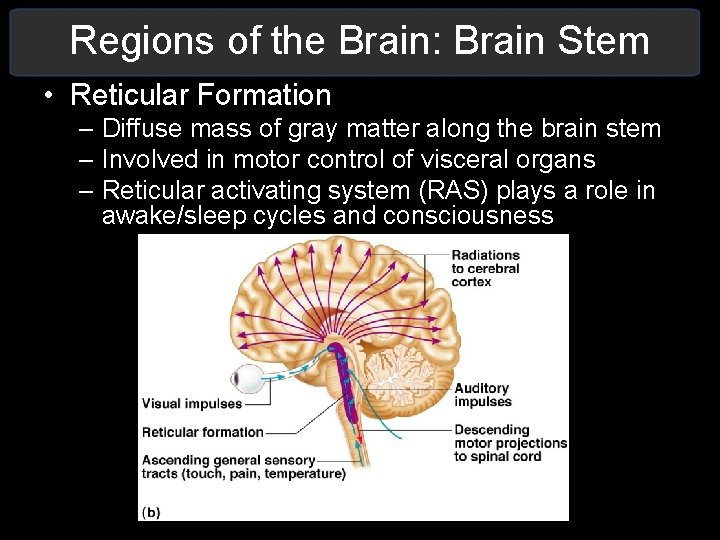 Regions of the Brain: Brain Stem • Reticular Formation – Diffuse mass of gray Regions of the Brain: Brain Stem • Reticular Formation – Diffuse mass of gray