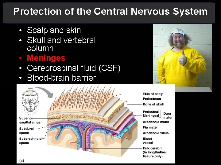 Protection of the Central Nervous System • Scalp and skin • Skull and vertebral Protection of the Central Nervous System • Scalp and skin • Skull and vertebral