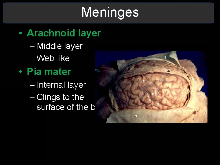 Meninges • Arachnoid layer – Middle layer – Web-like • Pia mater – Internal Meninges • Arachnoid layer – Middle layer – Web-like • Pia mater – Internal
