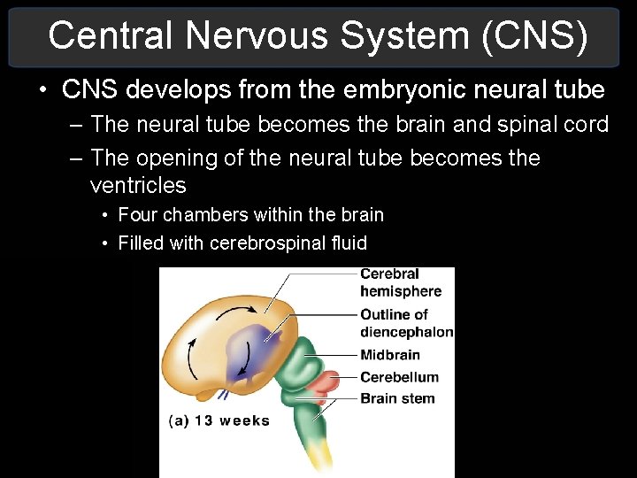 Central Nervous System (CNS) • CNS develops from the embryonic neural tube – The Central Nervous System (CNS) • CNS develops from the embryonic neural tube – The
