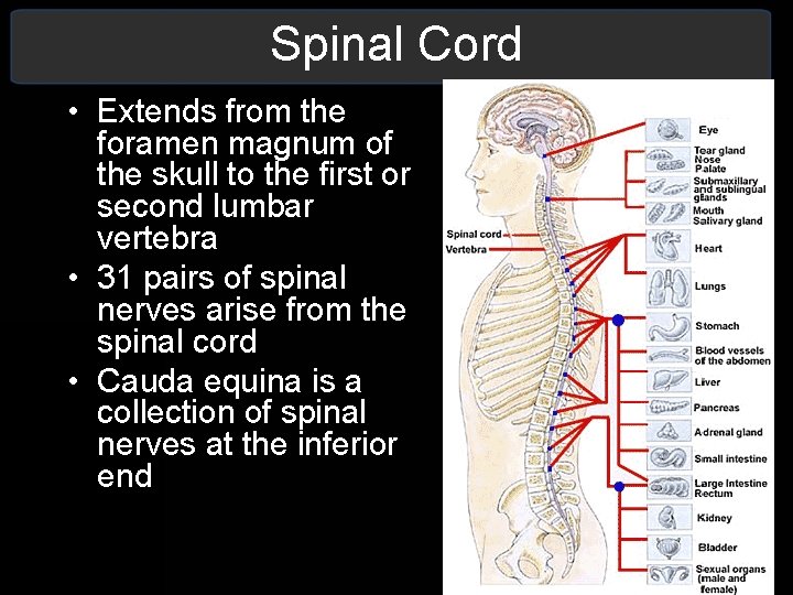 Spinal Cord • Extends from the foramen magnum of the skull to the first Spinal Cord • Extends from the foramen magnum of the skull to the first