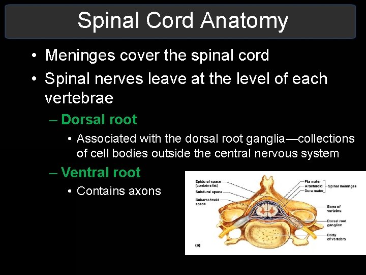 Spinal Cord Anatomy • Meninges cover the spinal cord • Spinal nerves leave at Spinal Cord Anatomy • Meninges cover the spinal cord • Spinal nerves leave at