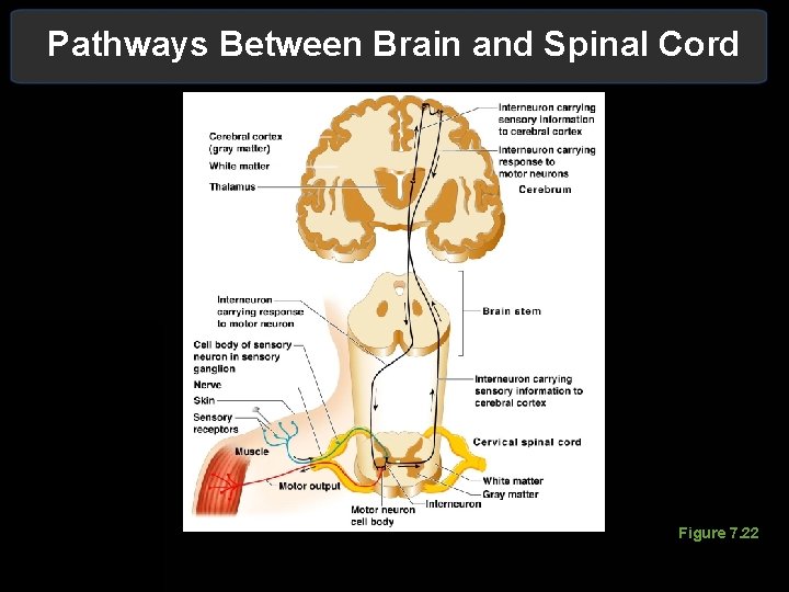 Pathways Between Brain and Spinal Cord Figure 7. 22 Pathways Between Brain and Spinal Cord Figure 7. 22