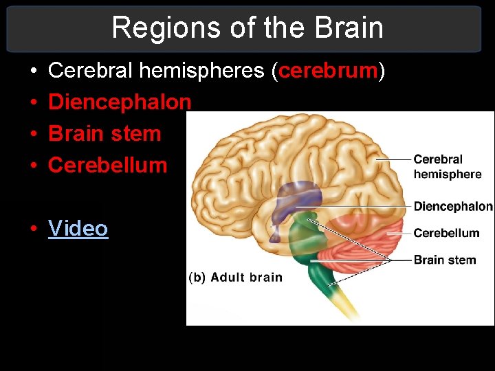 Regions of the Brain • • Cerebral hemispheres (cerebrum) Diencephalon Brain stem Cerebellum • Regions of the Brain • • Cerebral hemispheres (cerebrum) Diencephalon Brain stem Cerebellum •