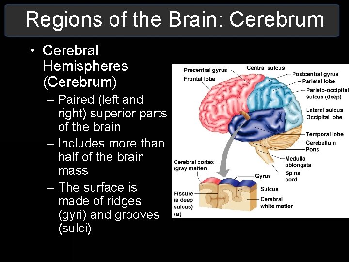Regions of the Brain: Cerebrum • Cerebral Hemispheres (Cerebrum) – Paired (left and right) Regions of the Brain: Cerebrum • Cerebral Hemispheres (Cerebrum) – Paired (left and right)