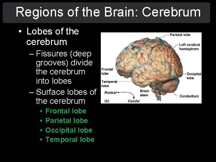 Regions of the Brain: Cerebrum • Lobes of the cerebrum – Fissures (deep grooves) Regions of the Brain: Cerebrum • Lobes of the cerebrum – Fissures (deep grooves)
