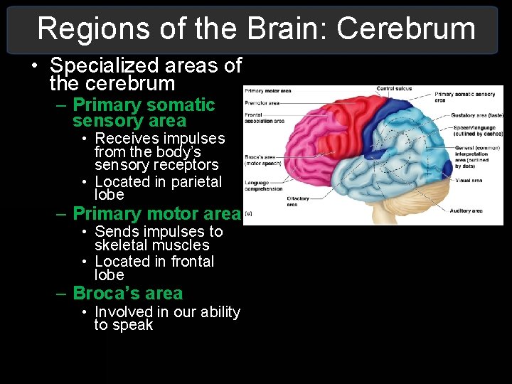 Regions of the Brain: Cerebrum • Specialized areas of the cerebrum – Primary somatic Regions of the Brain: Cerebrum • Specialized areas of the cerebrum – Primary somatic