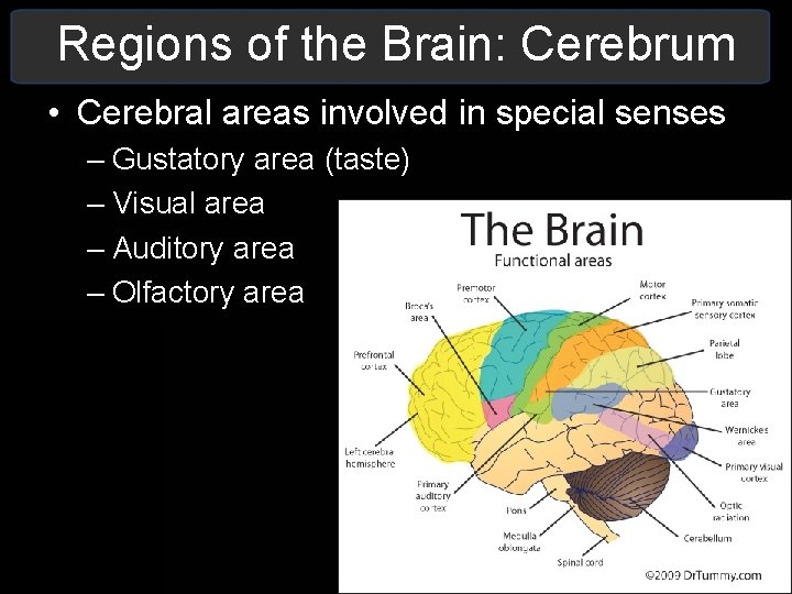 Regions of the Brain: Cerebrum • Cerebral areas involved in special senses – Gustatory Regions of the Brain: Cerebrum • Cerebral areas involved in special senses – Gustatory