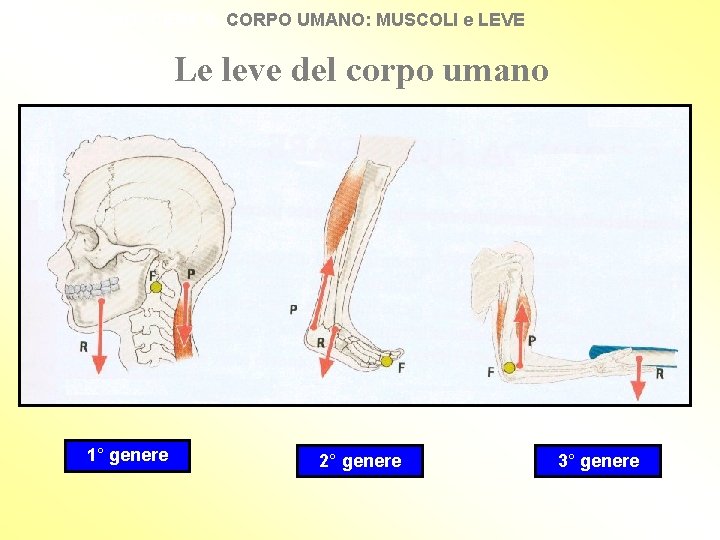 CONOSCERE IL CORPO UMANO: MUSCOLI e LEVE Le leve del corpo umano 1° genere