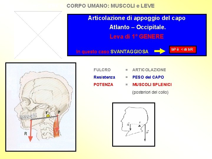 CONOSCERE IL CORPO UMANO: MUSCOLI e LEVE Articolazione di appoggio del capo Atlanto –