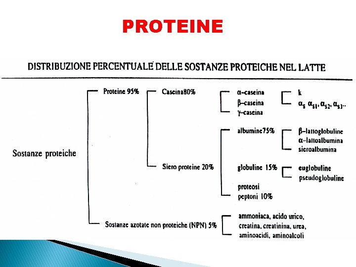 PROTEINE 