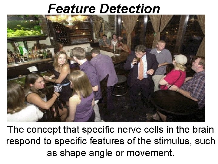 Feature Detection The concept that specific nerve cells in the brain respond to specific