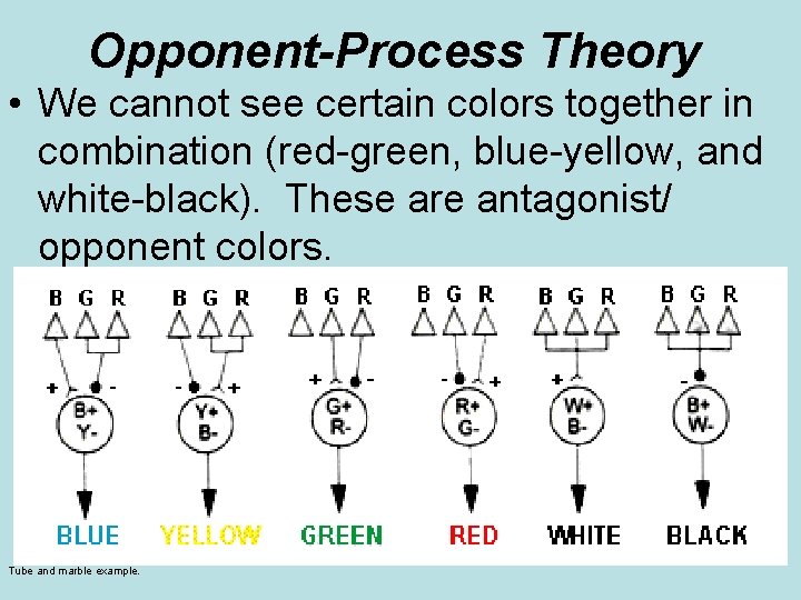 Opponent-Process Theory • We cannot see certain colors together in combination (red-green, blue-yellow, and