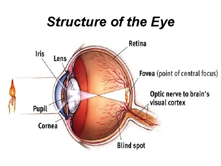 Structure of the Eye 