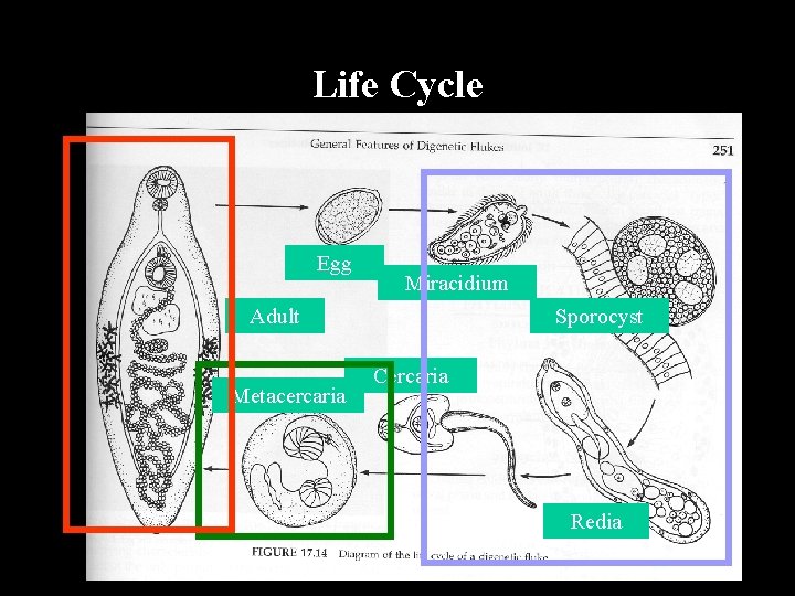 Life Cycle Egg Miracidium Adult Metacercaria Sporocyst Cercaria Redia 