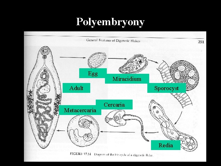 Polyembryony Egg Miracidium Adult Metacercaria Sporocyst Cercaria Redia 