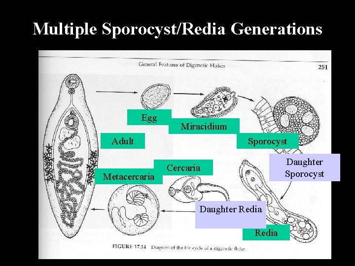 Multiple Sporocyst/Redia Generations Egg Miracidium Adult Metacercaria Sporocyst Daughter Sporocyst Cercaria Daughter Redia 