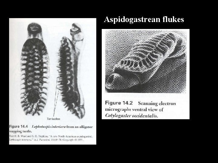 Aspidogastrean flukes 