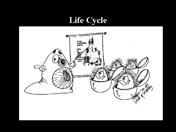 Life Cycle 