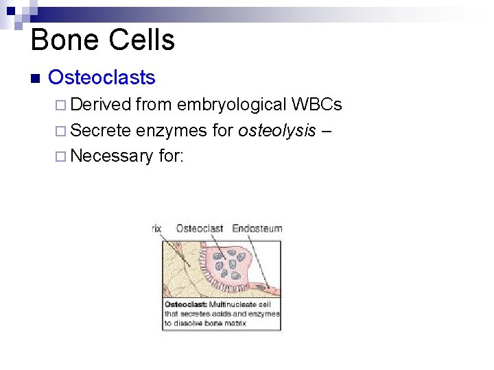 Bone Cells n Osteoclasts ¨ Derived from embryological WBCs ¨ Secrete enzymes for osteolysis Bone Cells n Osteoclasts ¨ Derived from embryological WBCs ¨ Secrete enzymes for osteolysis
