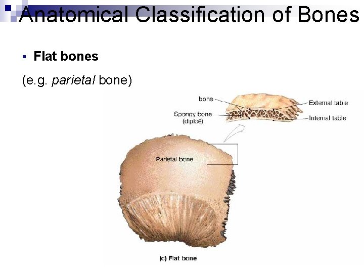 Anatomical Classification of Bones § Flat bones (e. g. parietal bone) Anatomical Classification of Bones § Flat bones (e. g. parietal bone)
