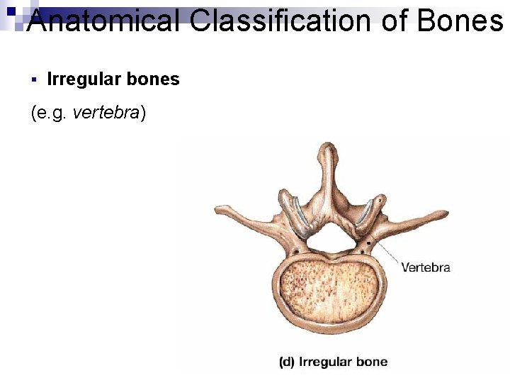 Anatomical Classification of Bones § Irregular bones (e. g. vertebra) Anatomical Classification of Bones § Irregular bones (e. g. vertebra)