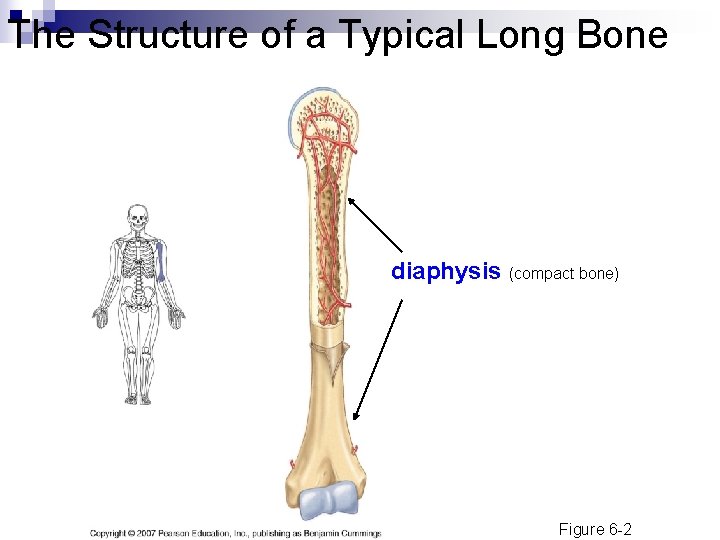 The Structure of a Typical Long Bone diaphysis (compact bone) Figure 6 -2 The Structure of a Typical Long Bone diaphysis (compact bone) Figure 6 -2