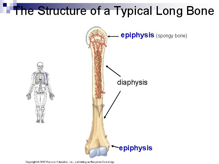 The Structure of a Typical Long Bone epiphysis (spongy bone) diaphysis epiphysis The Structure of a Typical Long Bone epiphysis (spongy bone) diaphysis epiphysis