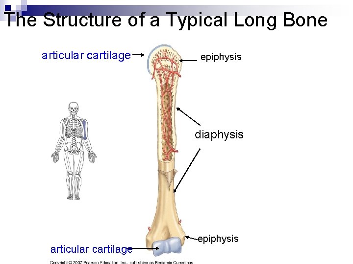 The Structure of a Typical Long Bone articular cartilage epiphysis diaphysis articular cartilage epiphysis The Structure of a Typical Long Bone articular cartilage epiphysis diaphysis articular cartilage epiphysis