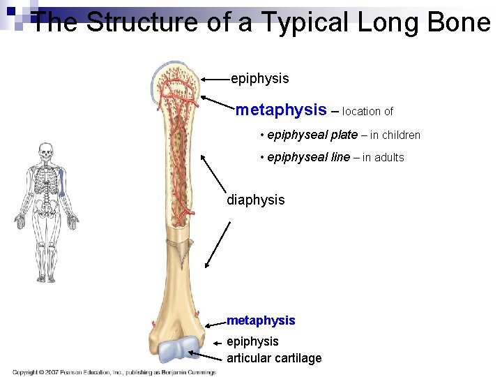 The Structure of a Typical Long Bone epiphysis metaphysis – location of • epiphyseal The Structure of a Typical Long Bone epiphysis metaphysis – location of • epiphyseal