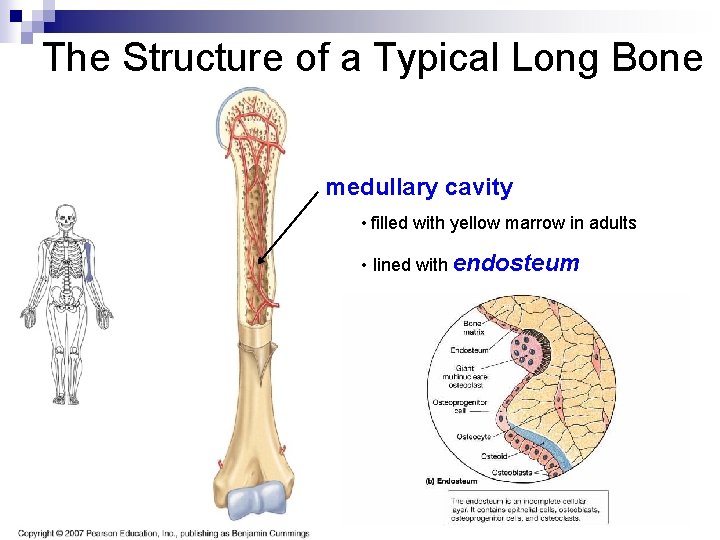 The Structure of a Typical Long Bone medullary cavity • filled with yellow marrow The Structure of a Typical Long Bone medullary cavity • filled with yellow marrow