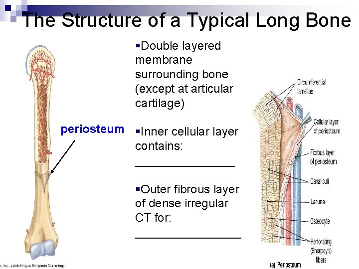 The Structure of a Typical Long Bone §Double layered membrane surrounding bone (except at The Structure of a Typical Long Bone §Double layered membrane surrounding bone (except at