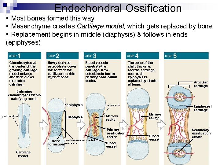 Endochondral Ossification § Most bones formed this way § Mesenchyme creates Cartilage model, which Endochondral Ossification § Most bones formed this way § Mesenchyme creates Cartilage model, which