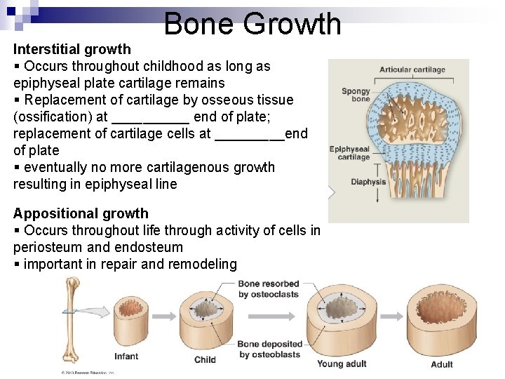 Bone Growth Interstitial growth § Occurs throughout childhood as long as epiphyseal plate cartilage Bone Growth Interstitial growth § Occurs throughout childhood as long as epiphyseal plate cartilage