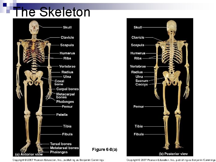 The Skeleton Figure 6 -8(a) The Skeleton Figure 6 -8(a)