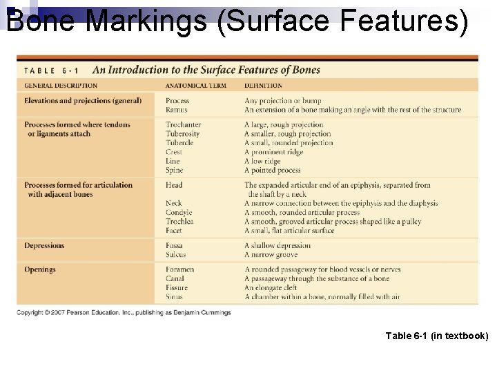 Bone Markings (Surface Features) n Surface Features of Bones Table 6 -1 (in textbook) Bone Markings (Surface Features) n Surface Features of Bones Table 6 -1 (in textbook)