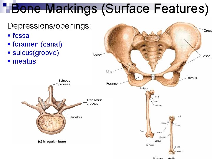 Bone Markings (Surface Features) Depressions/openings: § fossa § foramen (canal) § sulcus(groove) § meatus Bone Markings (Surface Features) Depressions/openings: § fossa § foramen (canal) § sulcus(groove) § meatus