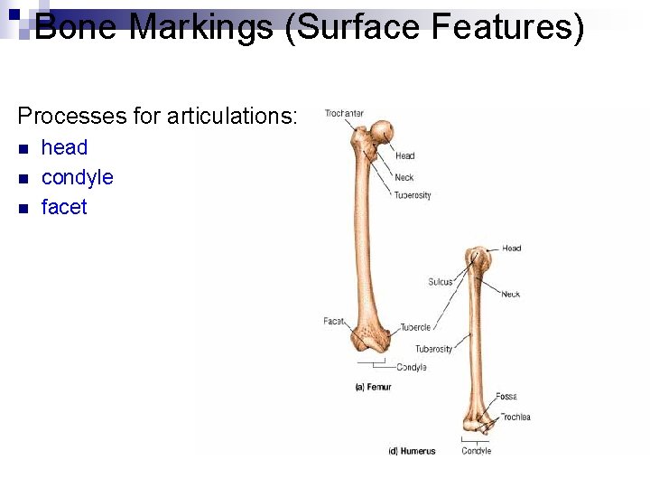 Bone Markings (Surface Features) Processes for articulations: n n n head condyle facet Bone Markings (Surface Features) Processes for articulations: n n n head condyle facet