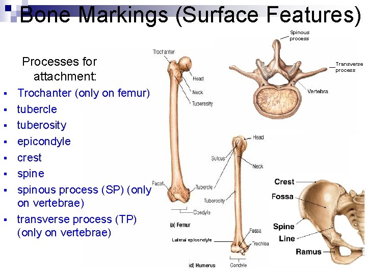 Bone Markings (Surface Features) Spinous process Processes for attachment: § § § § Trochanter Bone Markings (Surface Features) Spinous process Processes for attachment: § § § § Trochanter