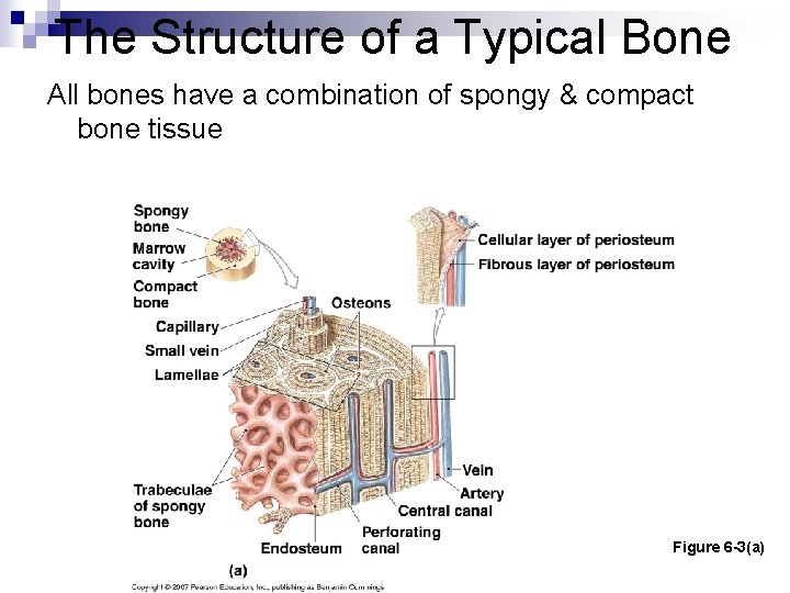 The Structure of a Typical Bone All bones have a combination of spongy & The Structure of a Typical Bone All bones have a combination of spongy &