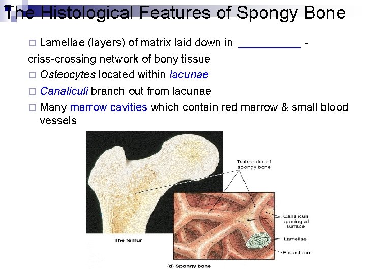 The Histological Features of Spongy Bone Lamellae (layers) of matrix laid down in _____ The Histological Features of Spongy Bone Lamellae (layers) of matrix laid down in _____