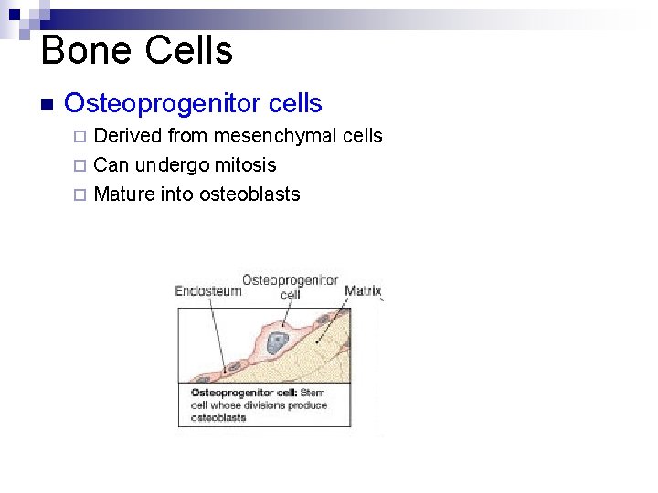 Bone Cells n Osteoprogenitor cells Derived from mesenchymal cells ¨ Can undergo mitosis ¨ Bone Cells n Osteoprogenitor cells Derived from mesenchymal cells ¨ Can undergo mitosis ¨